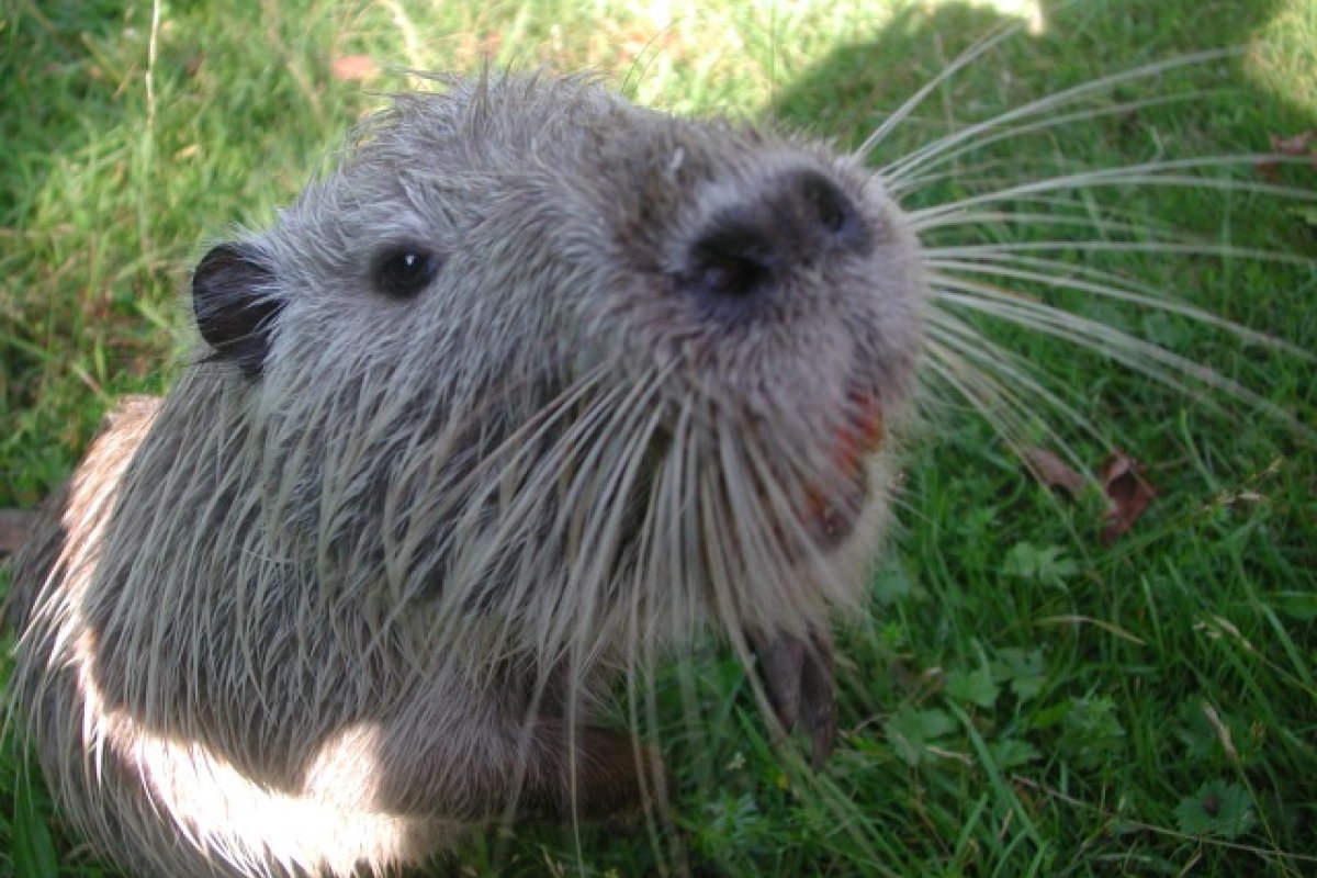 Kreiszeltlager 2008 Kreiszeltlager 2008